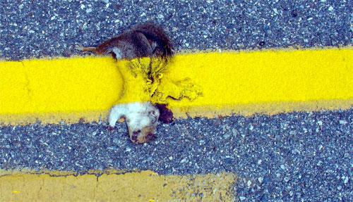 Squirrel roadkill